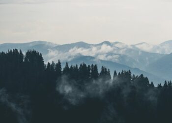 Фото: Pexels