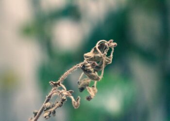 Фото: Pexels