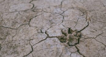 Площадь засухи в Казахстане будет больше, чем ожидалось