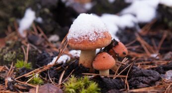 В Казахстане ожидаются заморозки и снег