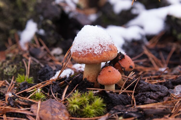 Фото: pixabay